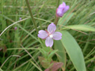 AJoi