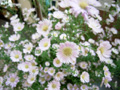 新宿地下街の花