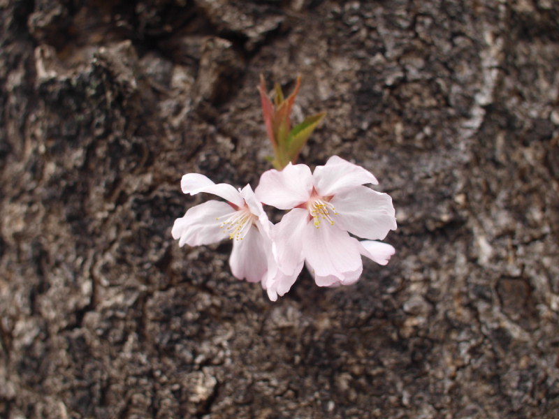 P4086449.JPG